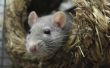 Hoe te verminderen Pet Rat geur
