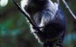 How to Get Rid van Skunks en wasberen bij vogelvoeders