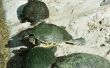 Draagtijd voor schildpad eieren