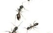 Home Remedies voor mieren