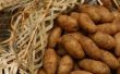 How to Plant aardappelen in stro & Sand