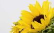 Zelfgemaakte ongediertebestrijding voor Sunflowers