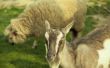 Hoe te verhogen schapen en geiten samen