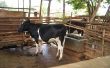 How to Build een vee-loods