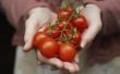 Hoeveel zal een Acre van tomaat planten rendement?