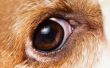 Hond ooglid tumoren