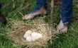 Wanneer de Leghorn kippen eieren produceren?