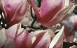 Doet een magnoliaboom groeien goed in de woestijn?