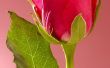 Hoe te bevriezen uw bloemblaadjes Rose