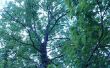 Hoe te identificeren een White Oak Tree