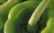 Hoe lang duurt het voor een groene peperplant te produceren?