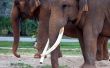 Wetten voor de slagtanden van de ivoren olifant