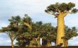 De aanpassingen van de boom van de Baobab