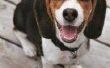 Over Beagle huidaandoeningen