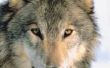 Toen de grijze Wolf bedreigd worden?