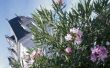Problemen met Oleander planten