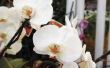 De juiste voeding voor stimulering van bloeiende voor Phalaenopsis orchideeën