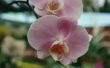 Wat te doen na uw afgewerkte bloeiende orchideeën zijn