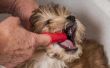 Hoe om te controleren de tandvlees van een hond