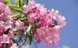 Hoe giftig Is Oleander voor de mens?