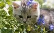 Insecten op planten kunnen van invloed zijn op katten?