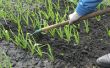 Hoe Plant & groeien knoflook in Oregon