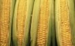 Hoe om olie te gebruiken in maïs zijde voor wormen