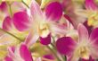 Hoe aanplant gebroken orchidee stengels