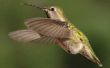 Dracht van een kolibrie