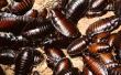 Verschillende soorten kakkerlakken