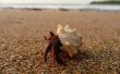 How to Keep Hermit Krabben levend die afkomstig van het strand zijn