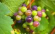 Hoe om te oogsten van druiven van wijnstokken