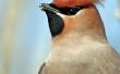 How to Take Care van Cedar Pestvogels Baby vogels