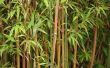 Soorten tribus bamboe voor volle zon gebieden