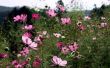 How to Plant Cosmos