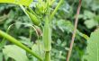 How to Plant and Grow Okra
