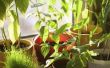 Hoe om te weren Gnats uw kamerplanten 4 gemakkelijke manieren