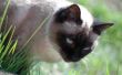 Gemeenschappelijke gezondheidsproblemen van Siamese katten
