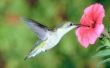 Hoe maak je een Hummingbird Feeder van herbruikbare flessen