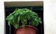 How to Plant basilicum in een Pot