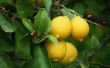 Hoe lang duurt het voor citroenen rijpen op een citroen boom?