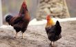 Hoe maak je een kip of huisdier drenken systeem