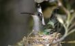 Hoe herken ik vrouwelijke & mannelijke kolibries uit elkaar