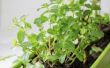 How to Grow Mint binnenshuis
