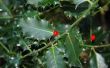 Holly Bush blad ziekte