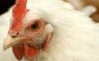 Wat zijn de behandelingen voor oog wormen bij kippen?