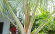 Het behouden van palmbomen in de Winter