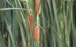 Hoe te knippen Cattails