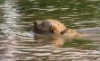 Hoe om te leren een Labrador Puppy zwemmen