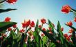 How to Plant tulpen in Texas